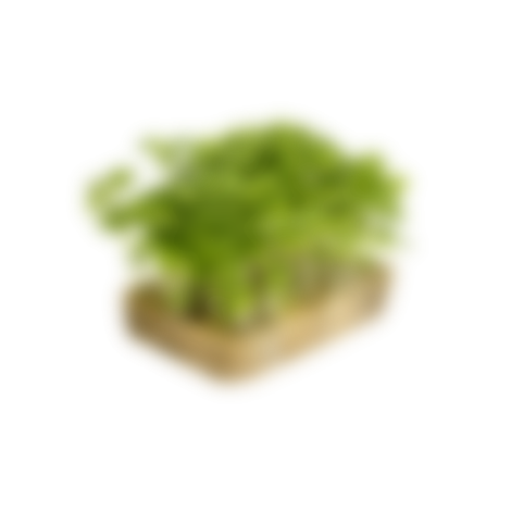 Sprouted radish
